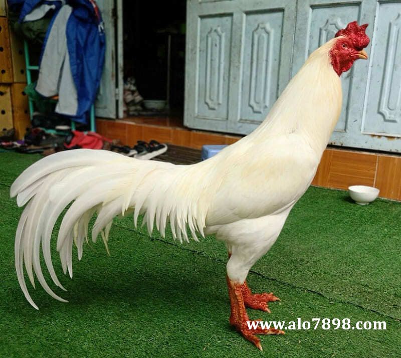 Bật mí sư kê cách chăm sóc gà đòn Thái Lan