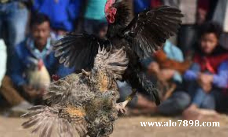 Nhóm người tổ chức đá gà bất hợp pháp tại Cà Mau