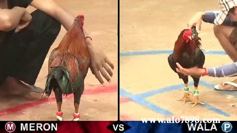 Người chơi sẽ tiến hành đặt cược một trong hai màu xanh và đỏ tương ứng hai chú gà trong trận đấu