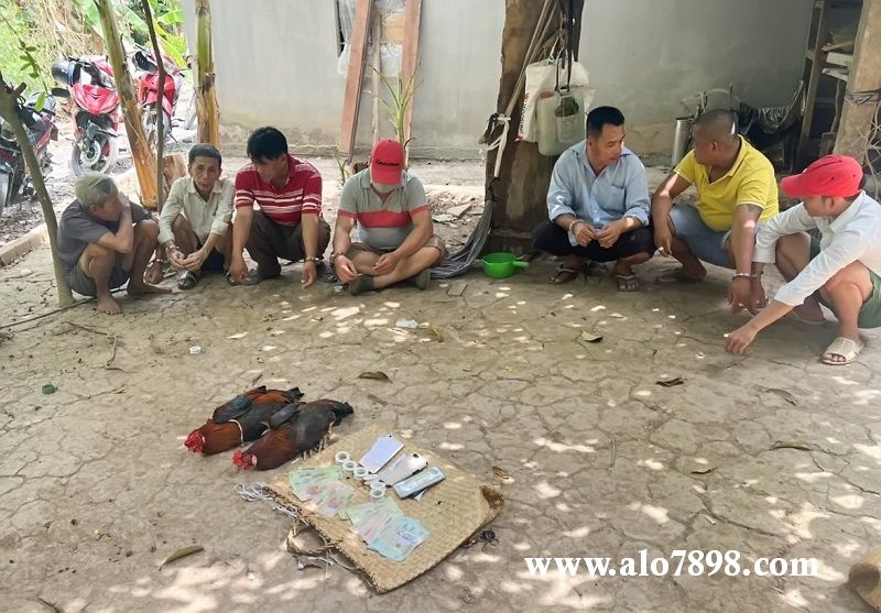 Hiện trường diễn ra vụ việc đá gà ăn tiền tại huyện Tam Bình