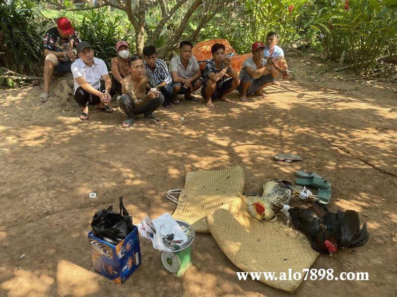 Các con bạc bị bắt khi đang đá gà ăn tiền trong vườn nhãn tại huyện Long Hồ