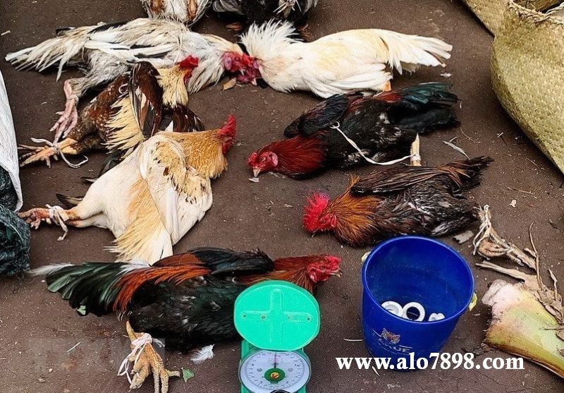Công an triệt phá thêm một số sới gà của Nguyễn Văn Thành
