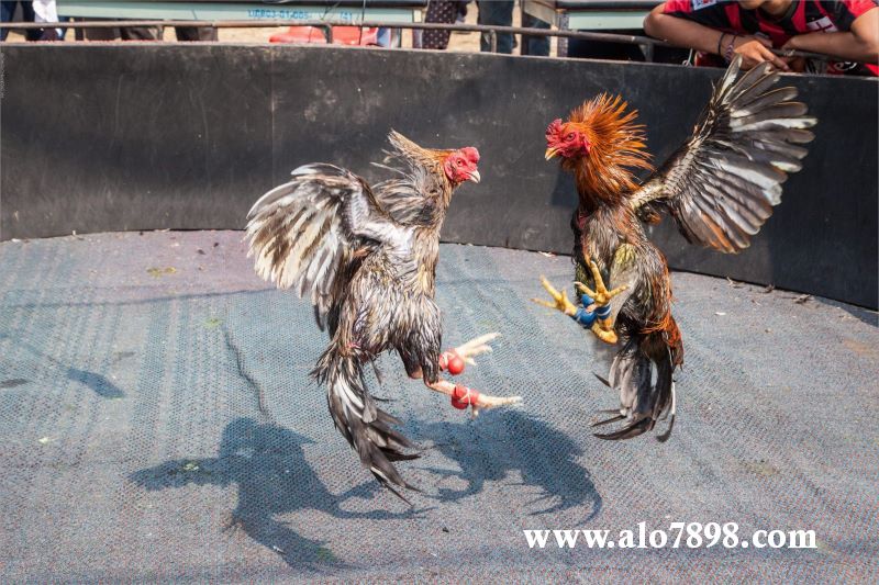 Đá gà trở thành vấn đề nóng hổi ở các tỉnh miền Tây dạo gần đây 